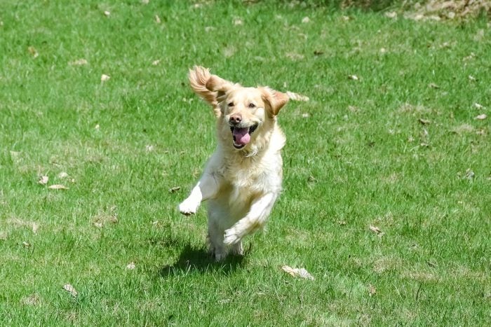 Purebred female golden retriever running towards camera while shifting direction