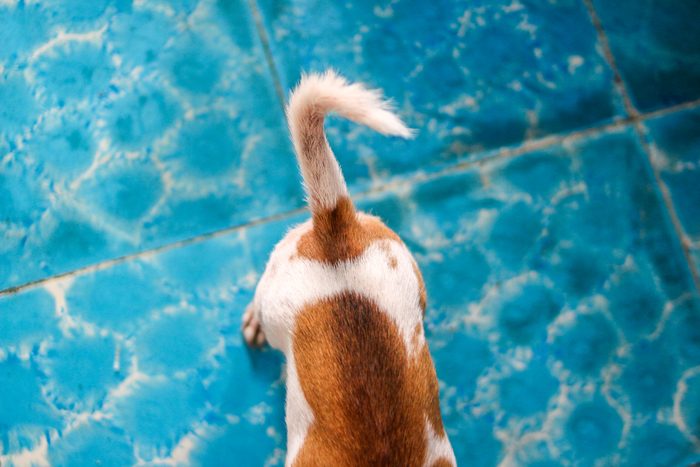 overhead view of a dog tail and rear end of anonymous dog standing on blue tile floor