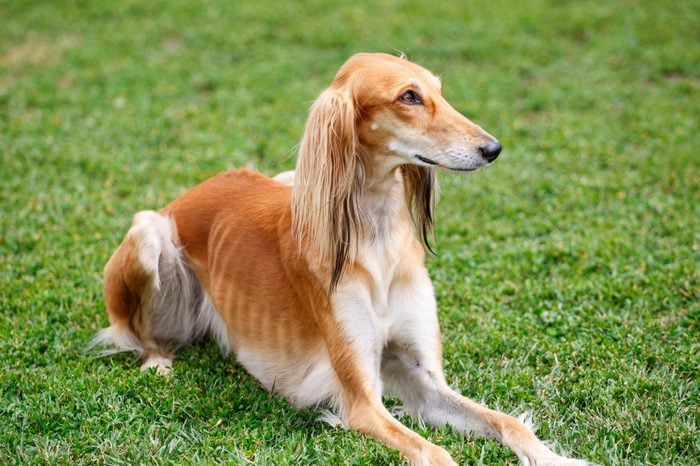 Saluki dog sitting in the grass in the park