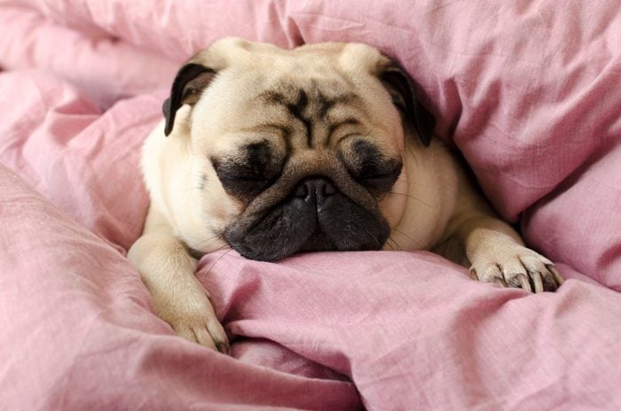 small cute dog breed pug sleeping in master's bed