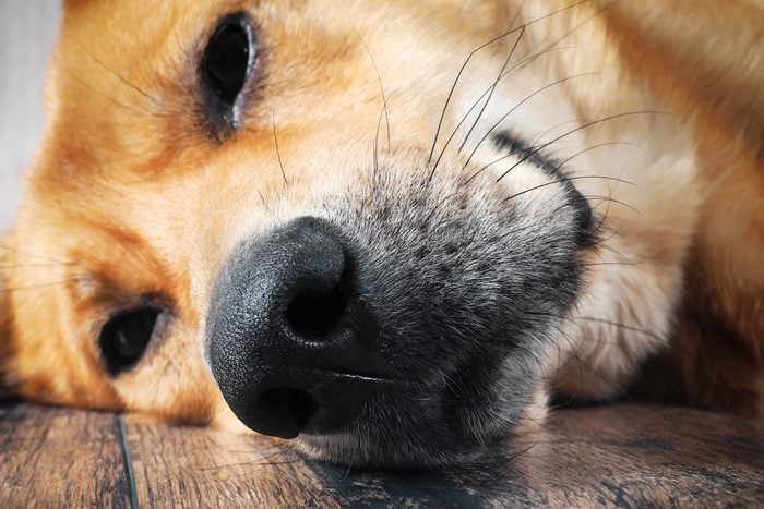 close up of dog sleeping on the floor with a focus on its snout with whiskers