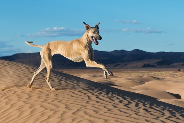 A happy, brown Sloughi dog (Arabian greyhound) runs in the sand dunes in the Sahara desert of Morocco.