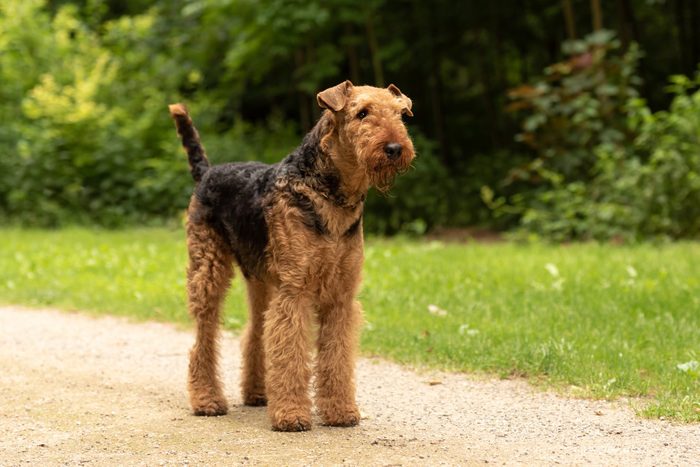 Airedale Terrier. Dog is standing on a path in forest and is waiting obediently.