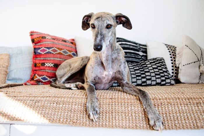 Greyhound Dog At Home