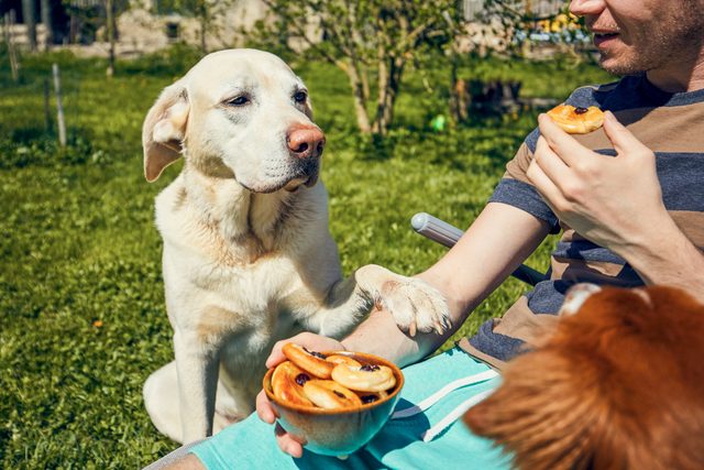 Labrador Retriever Pawing At His Owner For Food