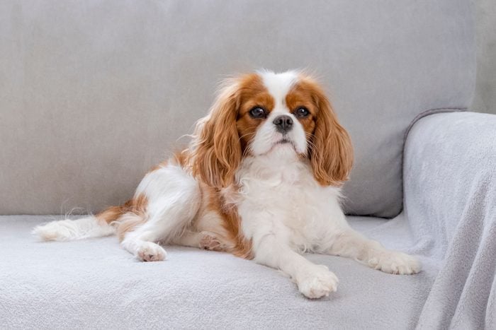Portrait Of A Cavalier King Charles Spaniel Puppy
