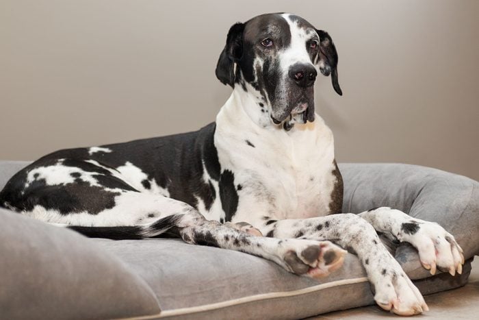 Portrait Of Great Dane Relaxing On Sofa At Home