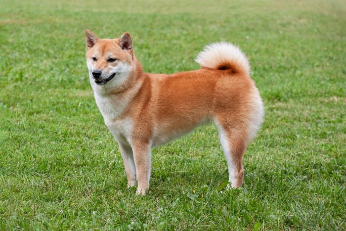 Red Shiba Inu Is Standing On A Green Meadow