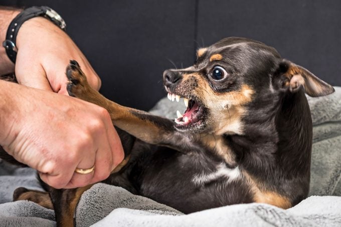 Small Dog Showing Aggression