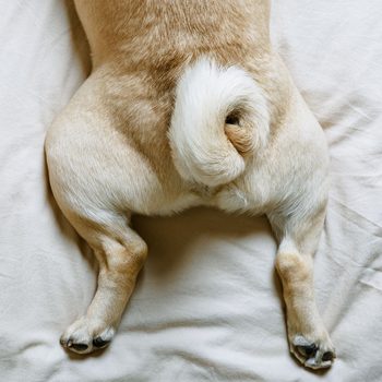 The Tail And Paws Of A Beige Pug Dog