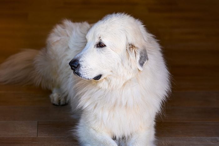White Long Haired Great Pyrenees Dog Lying Down In Home