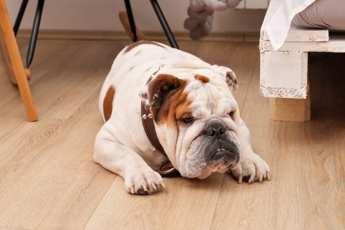 English Bulldog Dog Laying On The Floor