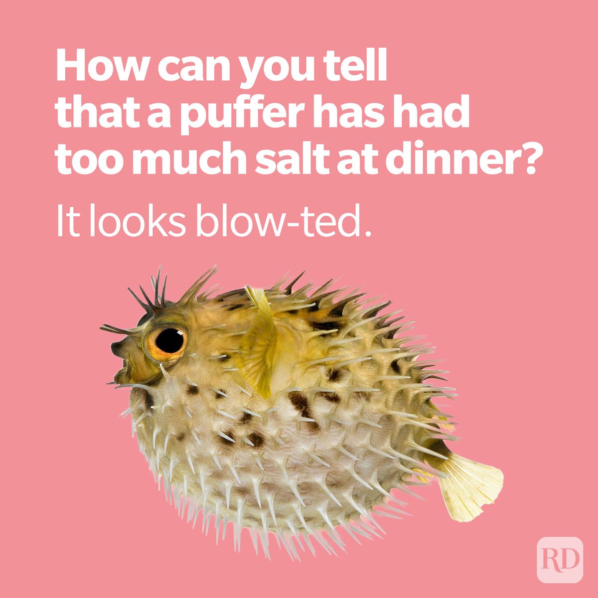 fish pun about a blow-ted pufferfish who had too much salt at dinner