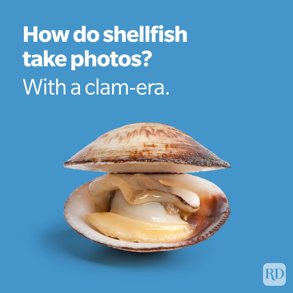 fish pun about shellfish taking photos with a clam-era