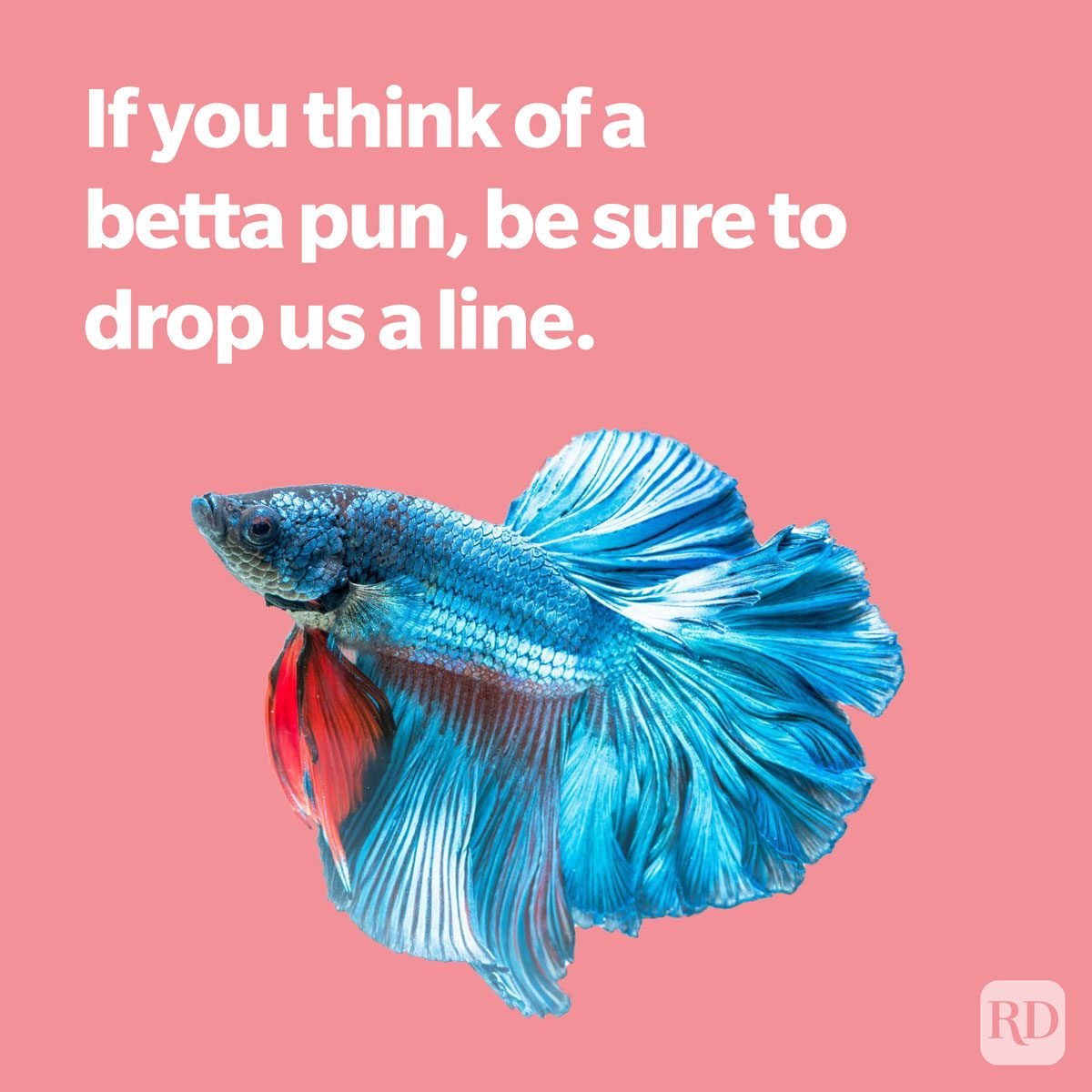 Fish pun featuring a betta fish