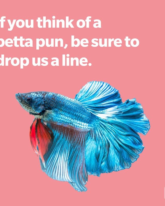 Fish pun featuring a betta fish