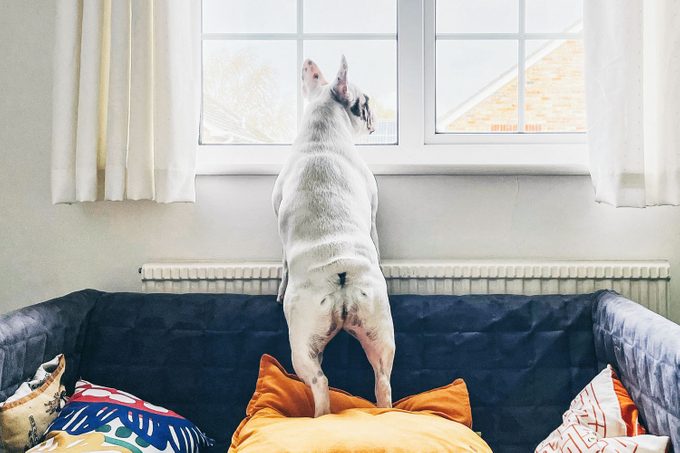 Rear View Of French Bulldog Standing On A Sofa Looking Out The Window