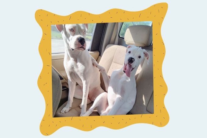 Pets Of The Week Community Page Lola And Gunner Courtesy Kimberly Squier