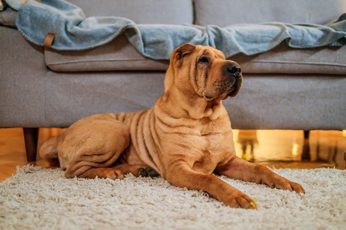 Shar Pei Dog Sitting Next To The Sofa At Home
