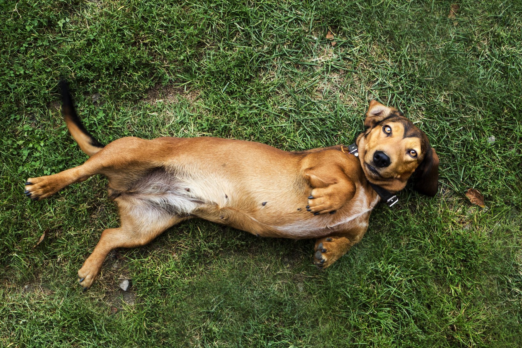 Overhead view of a dog rolling around on the grass, Poland