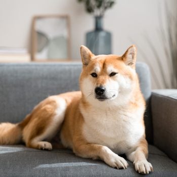 Beautiful shiba inu dog taking a rest on living room sofa.