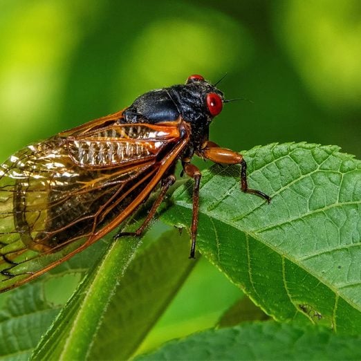 Will Cicadas Destroy Your Garden? 10 Things You Need to Know