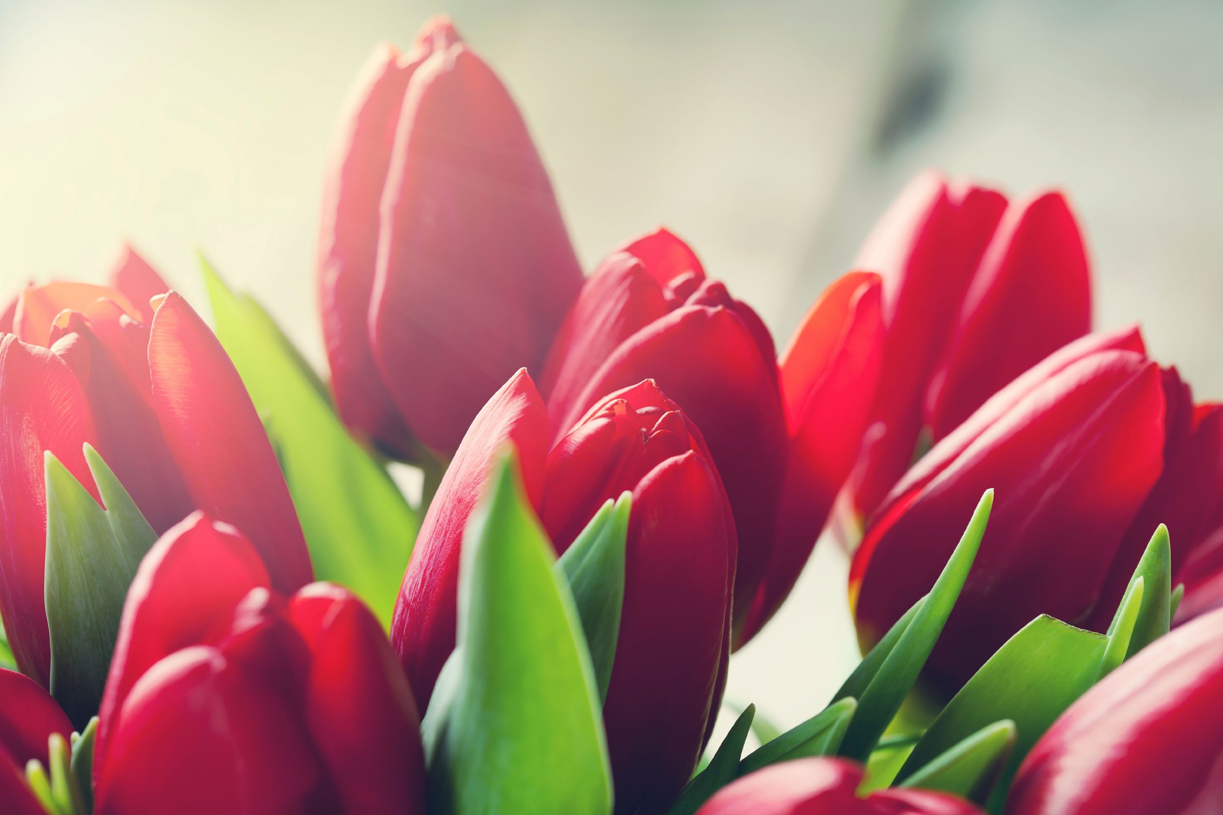 13 Things Your Florist Won't Tell You | Reader's Digest2400 x 1599