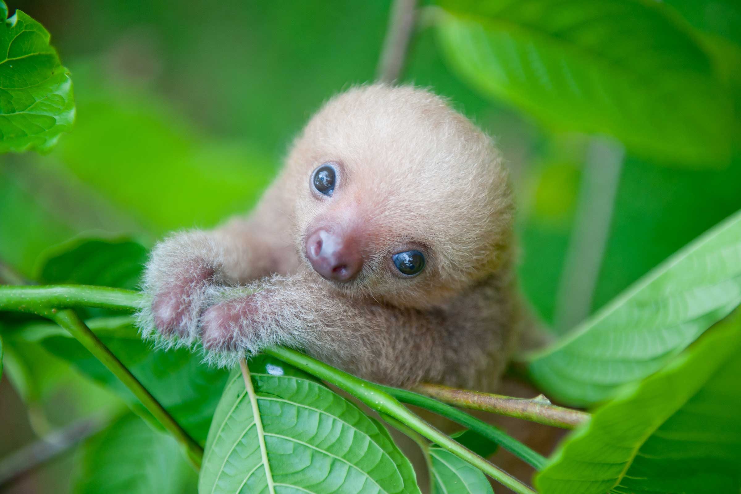 Cute Sloth Pictures: Adorable Photos of Sloths | Reader's Digest