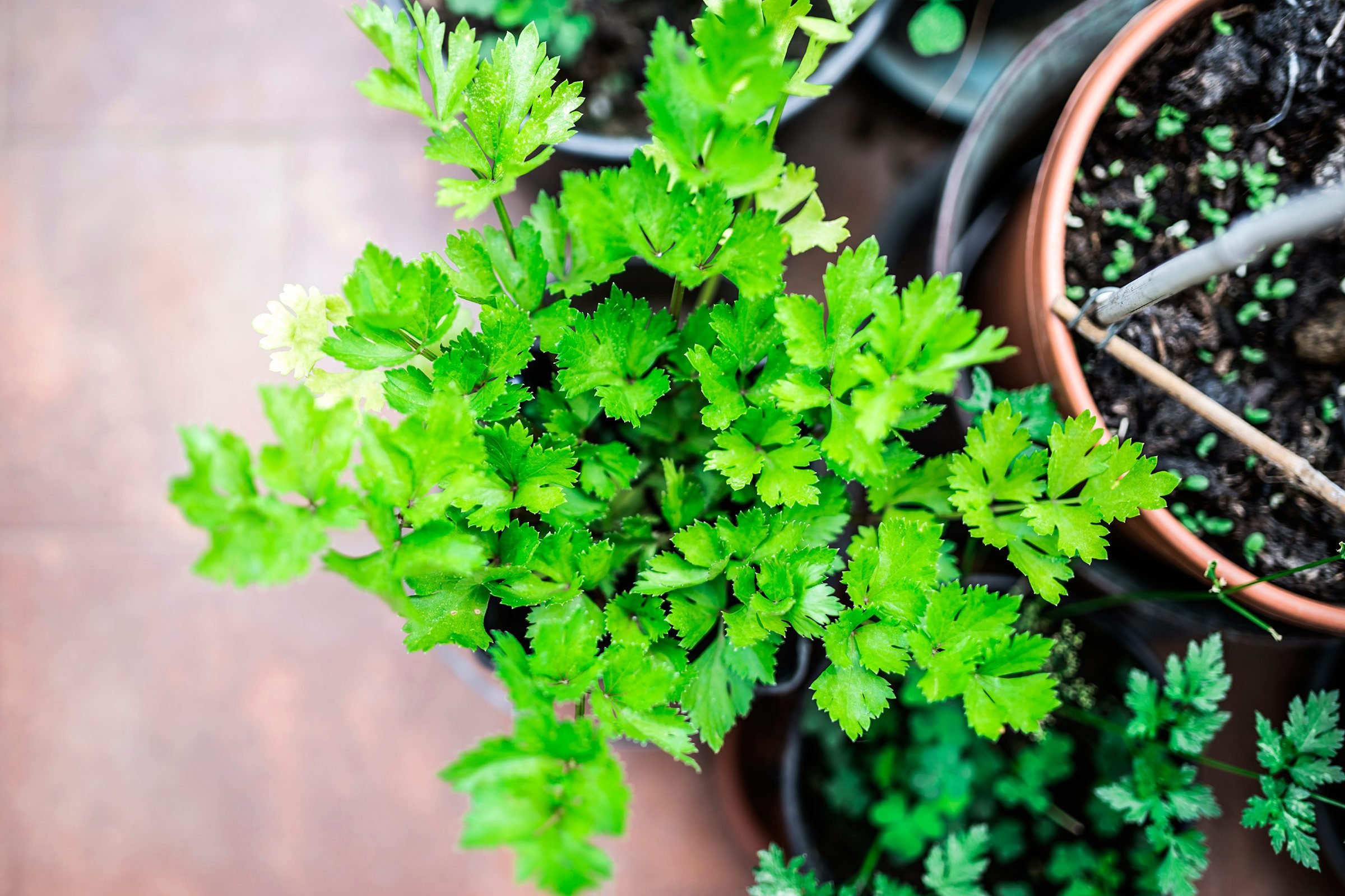 14 Medicinal Herbs You Can Grow - Reader's Digest
